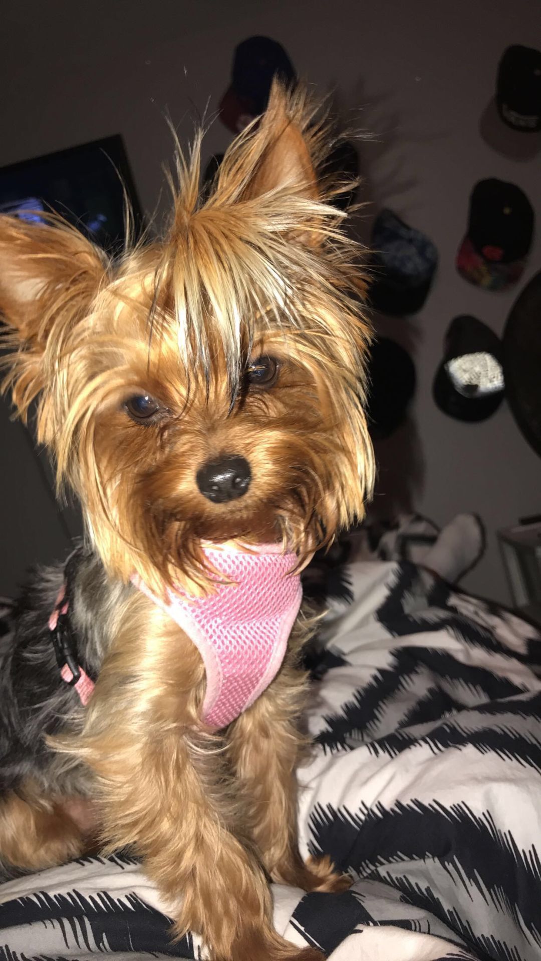 The Times Cutest Pets of Winter 2018